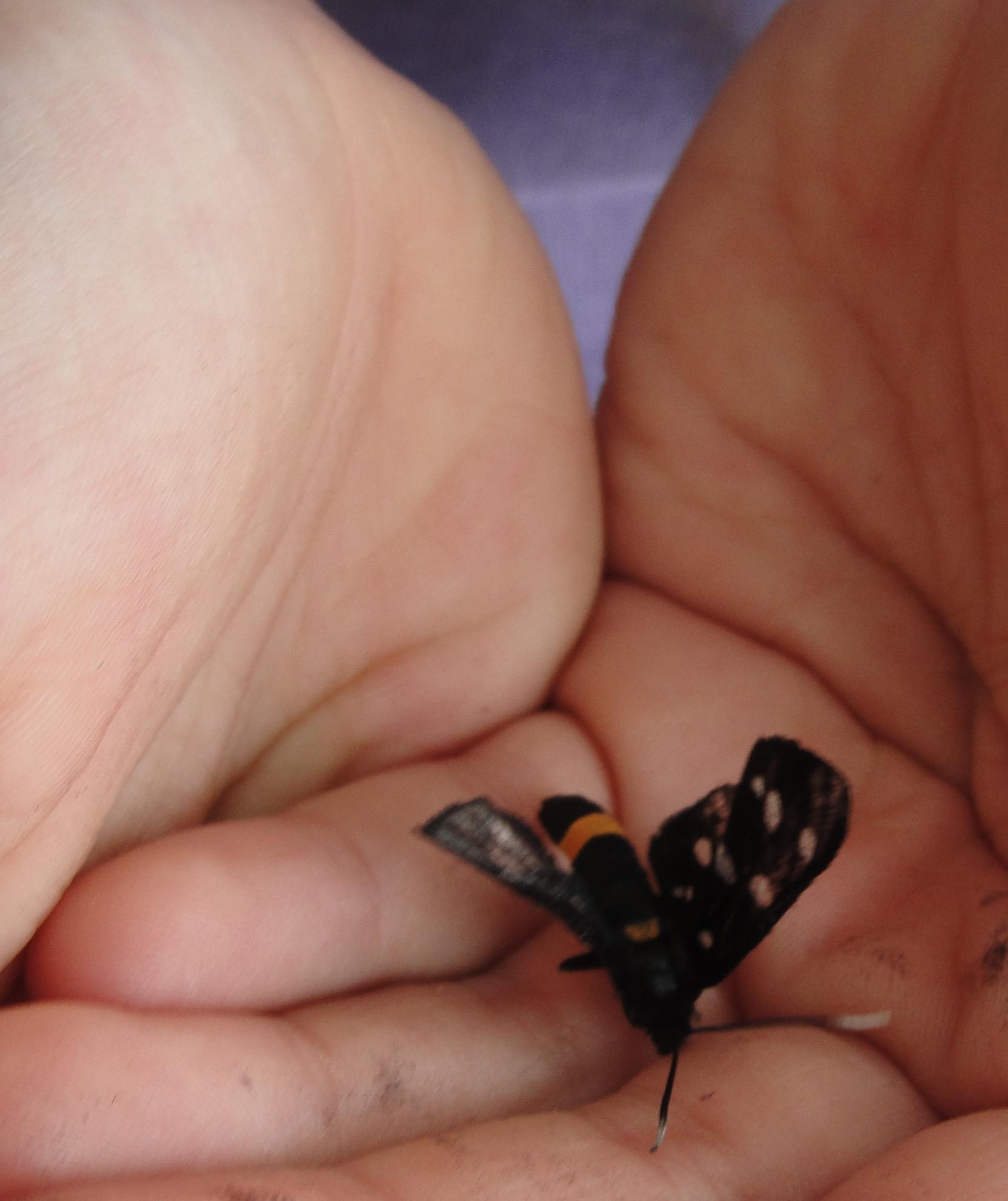 Moara Vlasiei 2 9 - 9 iun. - spectacolul naturii